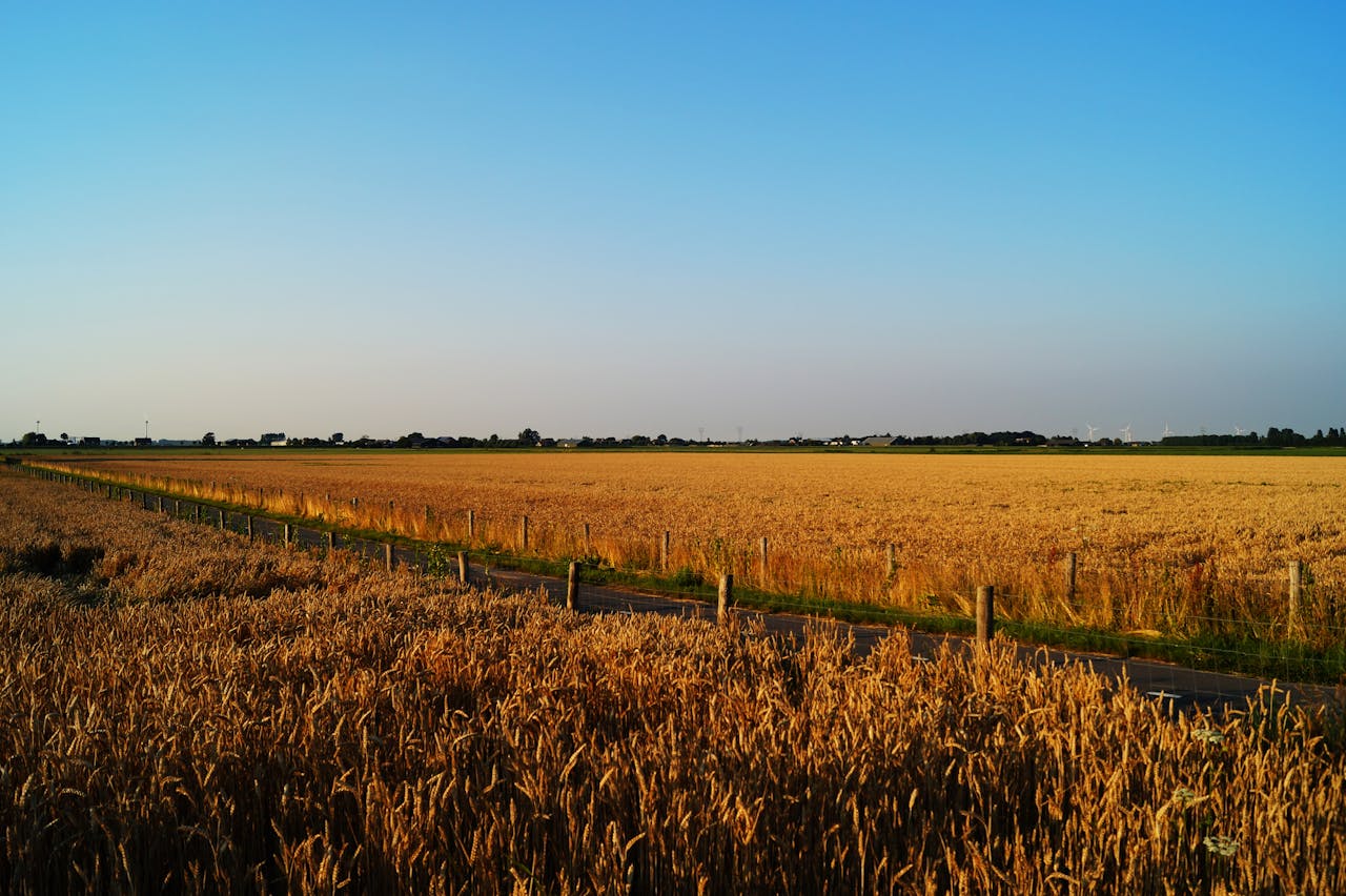 Expansive golden wheat field under a clear blue sky, embodying rural tranquility and agricultural abundance.