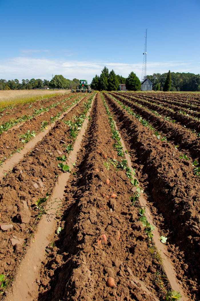 Vibrant rows of sweet potatoes on a sunny farm in North Carolina.