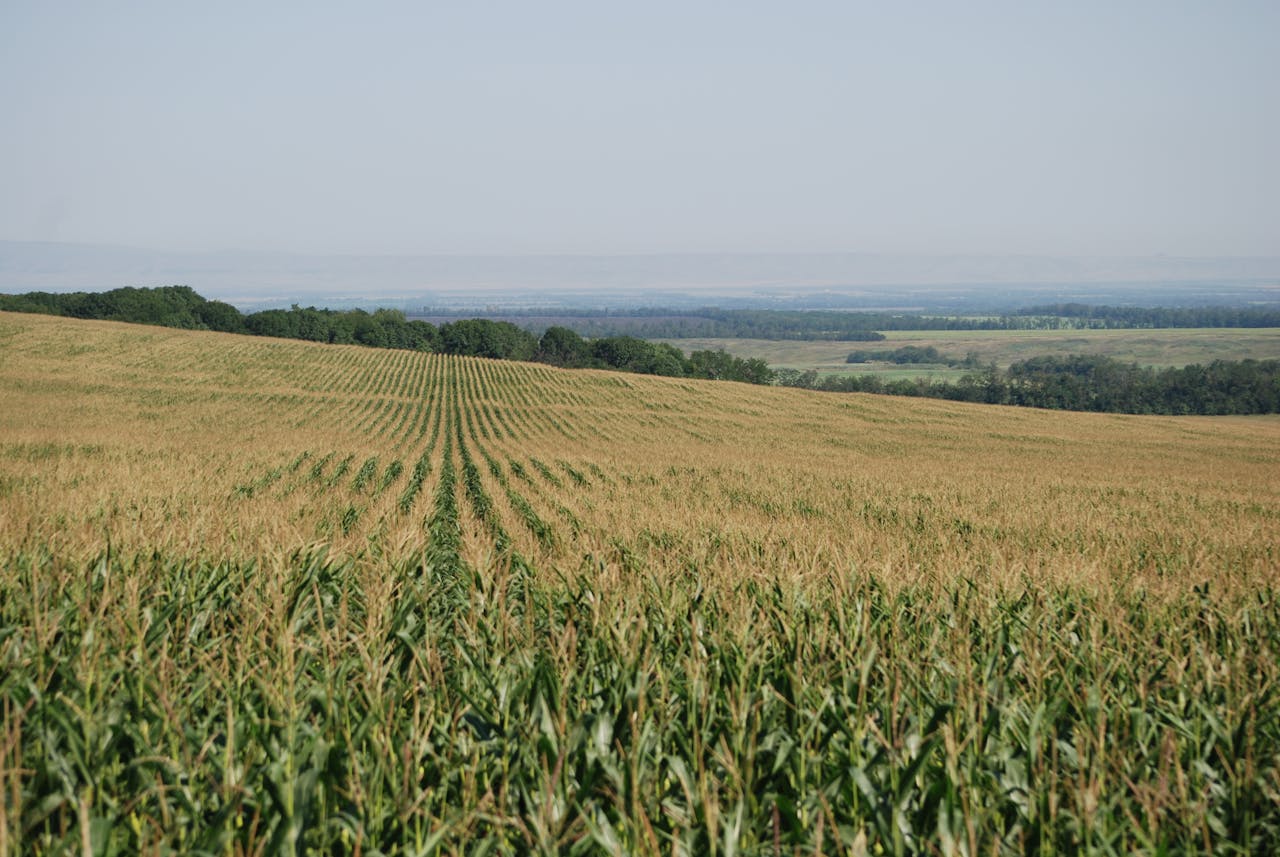 A vast cornfield stretches to the horizon under a clear, sunny sky.