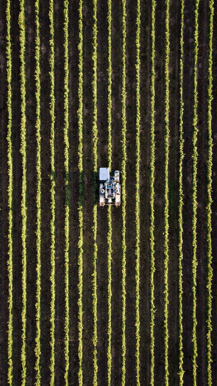 Aerial view of a tractor working in neat rows of a field, showcasing modern agriculture.